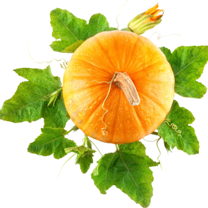 Pumpkin PNG