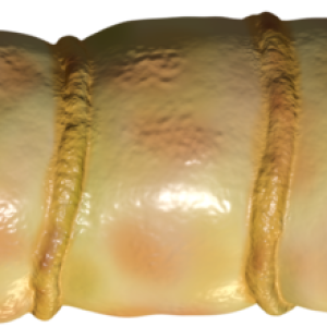Maggot PNG