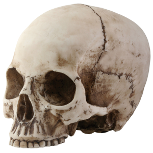 Skull PNG image