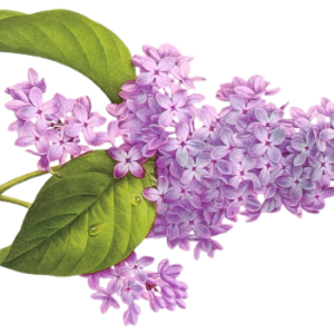 Lilac PNG