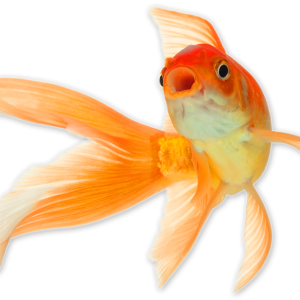 Goldfish PNG