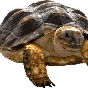 Turtle PNG