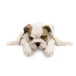 Bulldog PNG