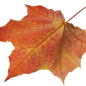 autumn PNG leaf