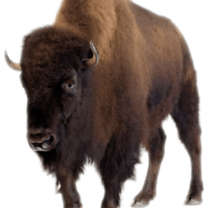 Bison PNG