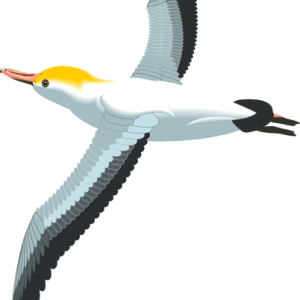 Gull PNG