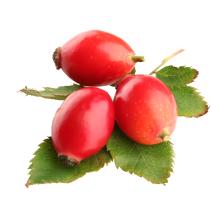 Rose hip PNG