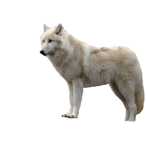 Wolf PNG