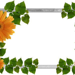 Floral frame PNG