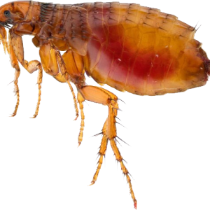 Flea PNG
