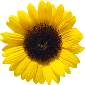 Sunflower PNG