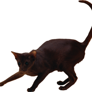 Cat PNG
