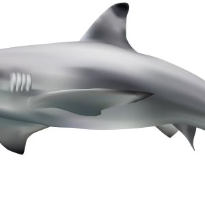 Shark PNG image