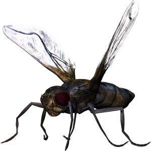 bug PNG image