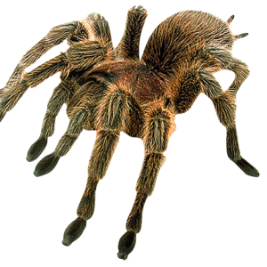 Spider PNG image