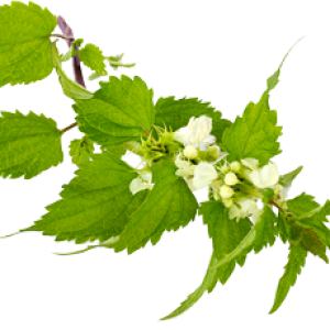 Nettle PNG