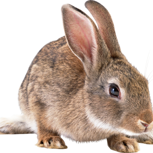Gray rabbit PNG image