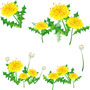 Dandelions PNG