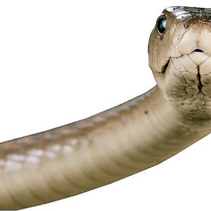 Snake PNG image picture download free