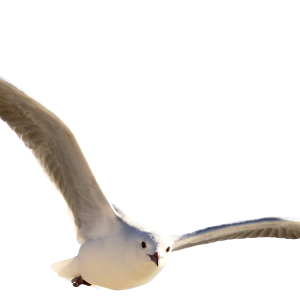Gull PNG