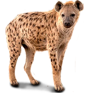 Hyena PNG