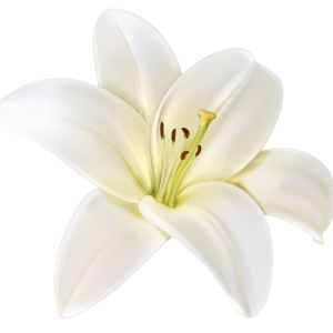 Lilium PNG