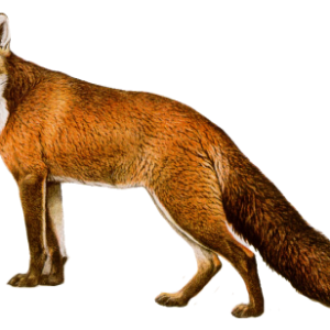 Fox PNG