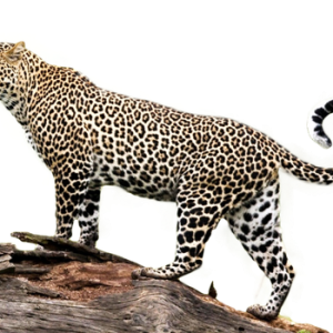 Jaguar PNG