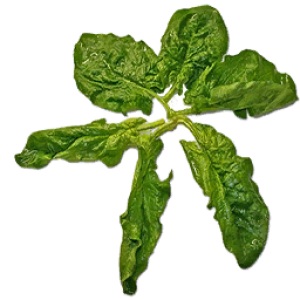 Spinach PNG