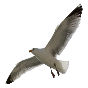 Gull PNG