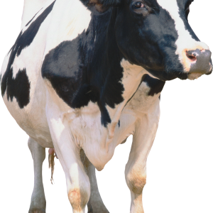 cow PNG
