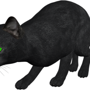 cat png image, free download picture, kitten