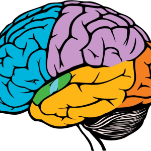 Brain PNG