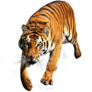 Tiger PNG