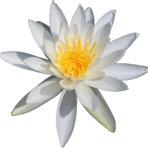Lotus flower PNG