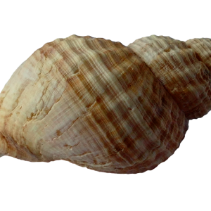 Seashell PNG