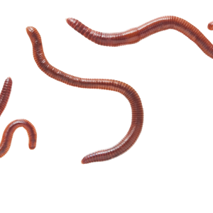 earthworm worm PNG