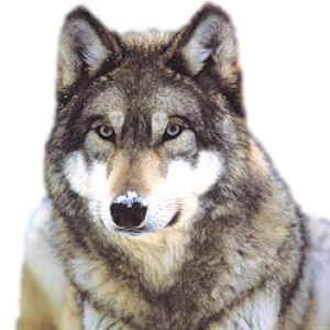 Wolf PNG