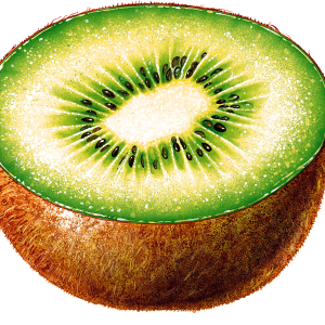 Kiwi PNG image, free fruit kiwi PNG pictures download