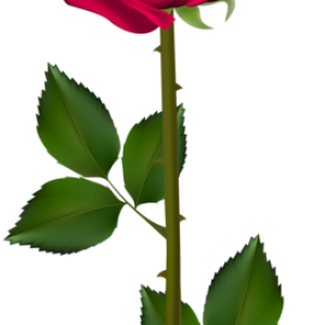 Rose PNG