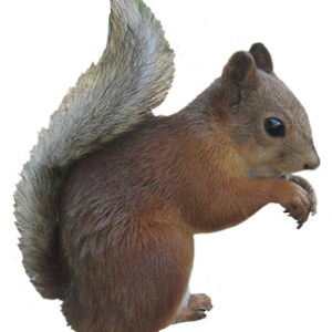 Squirrel PNG