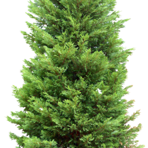 Fir-tree PNG image