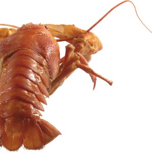 Lobster PNG