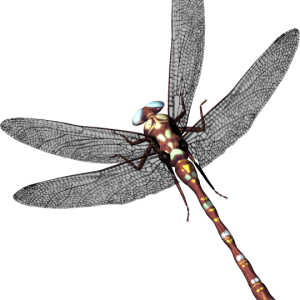Dragonfly PNG