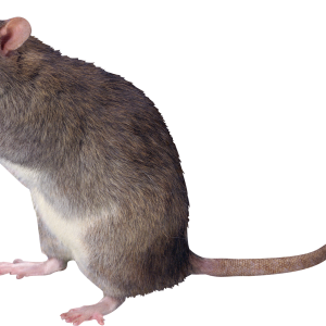mouse, rat PNG image