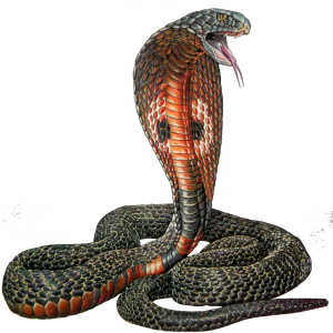 Cobra PNG