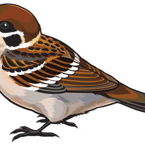 Sparrow PNG