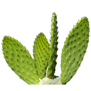 Cactus PNG image