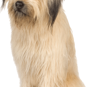 dog PNG image