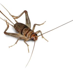 Cricket insect PNG